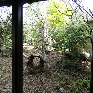 Narrow-striped vontsira enclosure