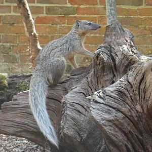 Narrow-striped vontsira