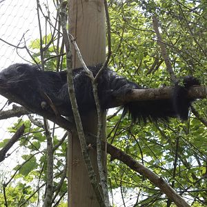 Binturong