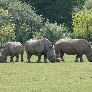Southern white rhinoceros