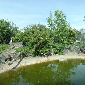 Amur tiger enclosure