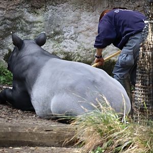 Asian Tropical Forest - Malayan Tapir