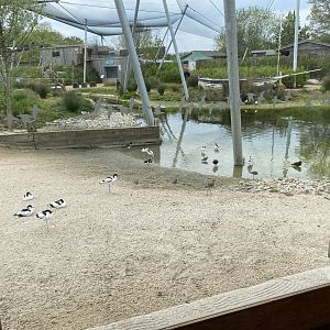 Wetland Aviary 290422