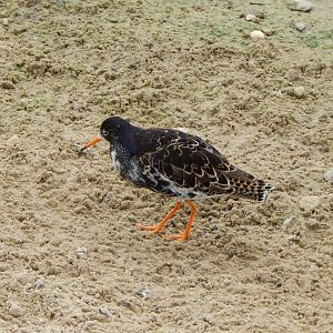 Wetland Aviary - Ruff 290422