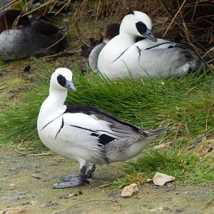 Wetland Aviary - Smews 290422