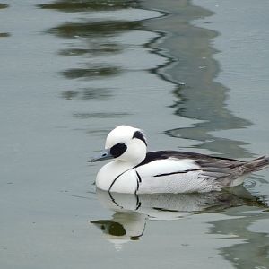 Wetland Aviary - Smew 290422