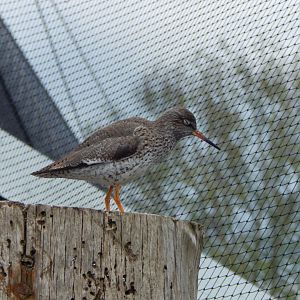Wetland Aviary - Redshank 290422