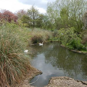 Coscoroba swan enclosure 290422