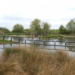 Chilean flamingo enclosure 290422