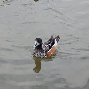Chiloe wigeon 290422