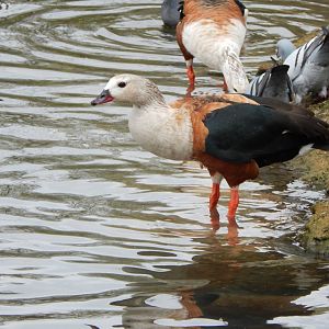 Orinoco goose 290422