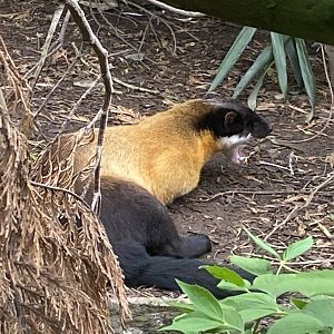 Northern yellow-throated marten 150522