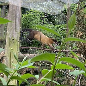 Northern yellow-throated marten 150522