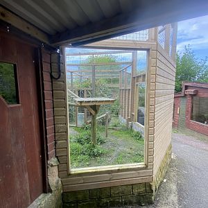 Indochinese clouded leopard enclosure 150522