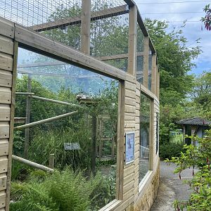 Indochinese clouded leopard enclosure 150522