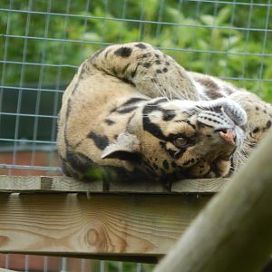 Indochinese clouded leopard 150522