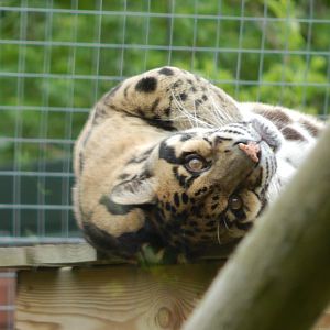 Indochinese clouded leopard 150522