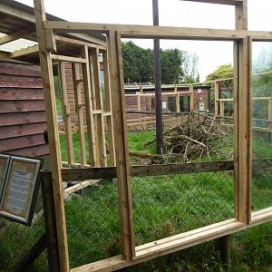 Azara's agouti enclosure 150522