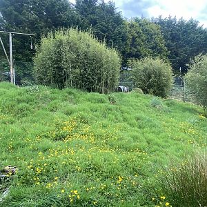 Caracal enclosure 150522