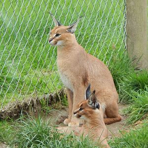 Caracals 150522