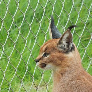 Caracal 150522