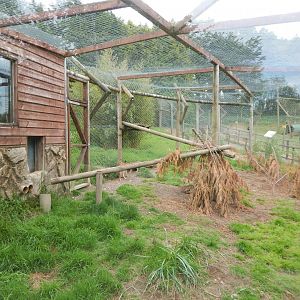 Caracal enclosure 150522