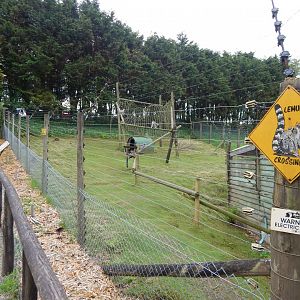 Ring-tailed lemur enclosure 150522