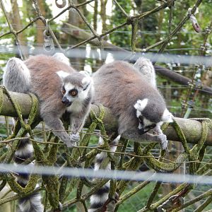 Ring-tailed lemurs 150522