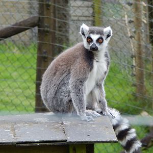 Ring-tailed lemur 150522