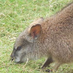 Swamp wallaby 150522