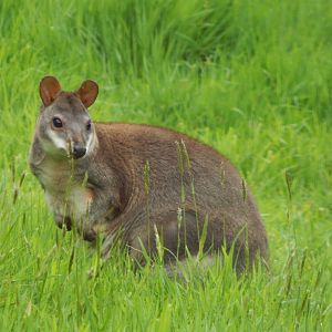 Dusky pademelon 150522