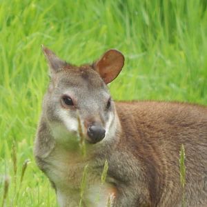 Dusky pademelon 150522