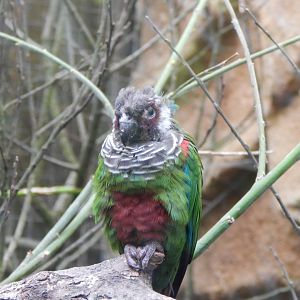Grey-breasted parakeet 150522
