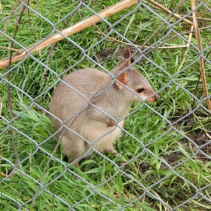 Dusky pademelon 150522