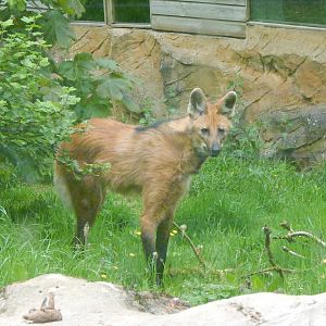 Maned wolf 150522