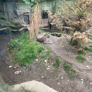 Puma enclosure 150522