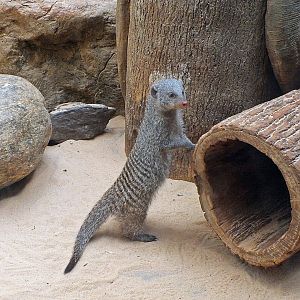 Banded mongoose
