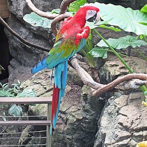 Green-winged macaw
