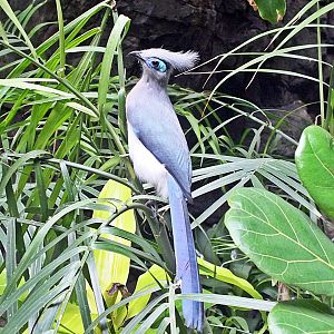 Crested coua