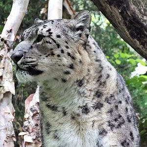 Snow leopard