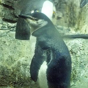 Chinstrap penguin
