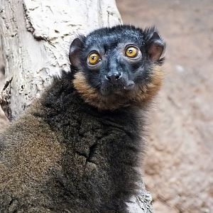 Male collared lemur