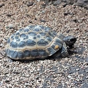 Spider tortoise
