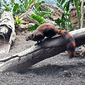 Ring-tailed vontsira