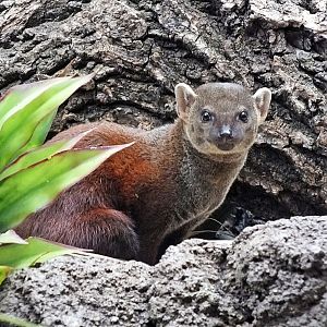 Ring-tailed vontsira