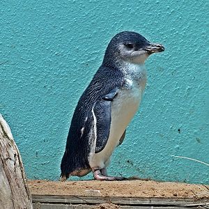 Fairy penguin