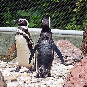 Magellanic penguins
