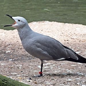 Grey gull
