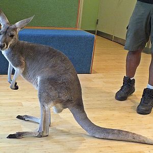 Young female red kangaroo