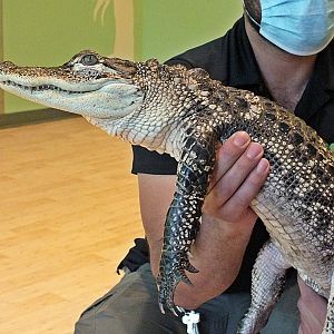Young American alligator